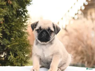 Mixed Breed dogs Mandy - Ad 12