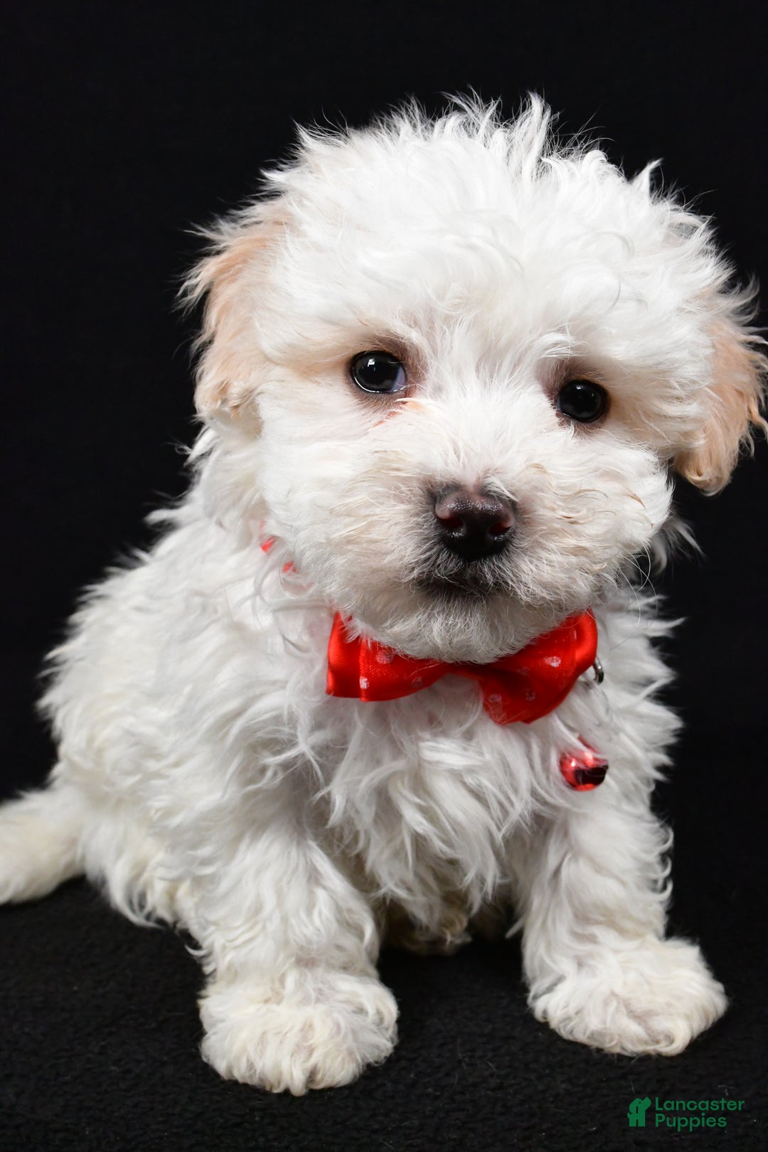 Maltipoo dogs for sale: Valen - Ad 6