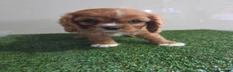 Cavalier King Charles Spaniel dogs for sale: Maisie - Ad 3