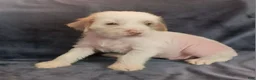 Chinese Crested dogs for sale: Zippy - Ad 10