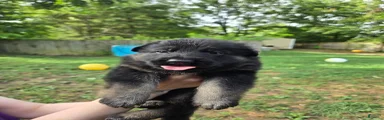 German Shepherd 3