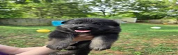 German Shepherd dogs for sale: German Shepherd 3 - Ad 1