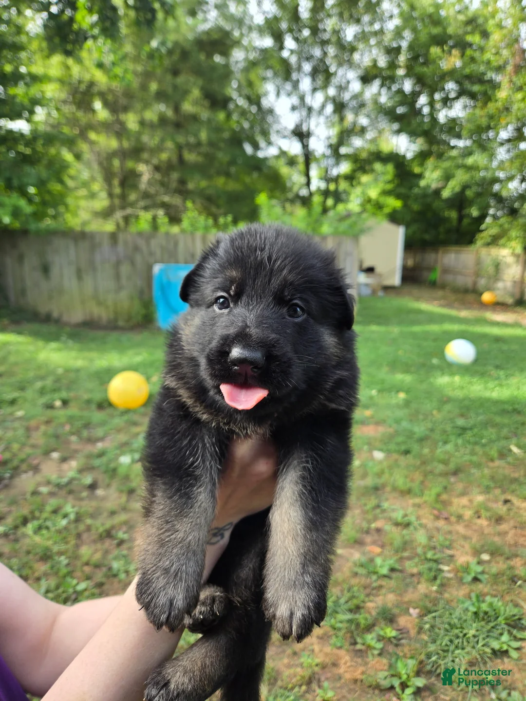 German Shepherd dogs for sale: German Shepherd 3 - Ad 1