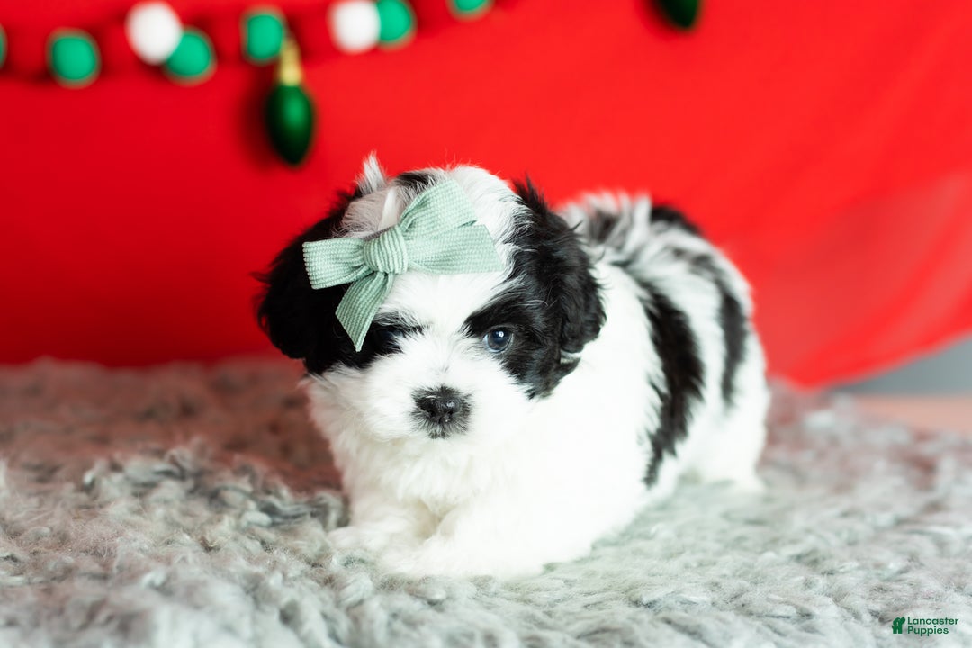 Teddy Bear dogs for sale: Maple - Ad 2