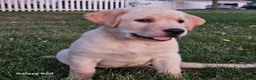 Goldador dogs for sale: LORI - Ad 1