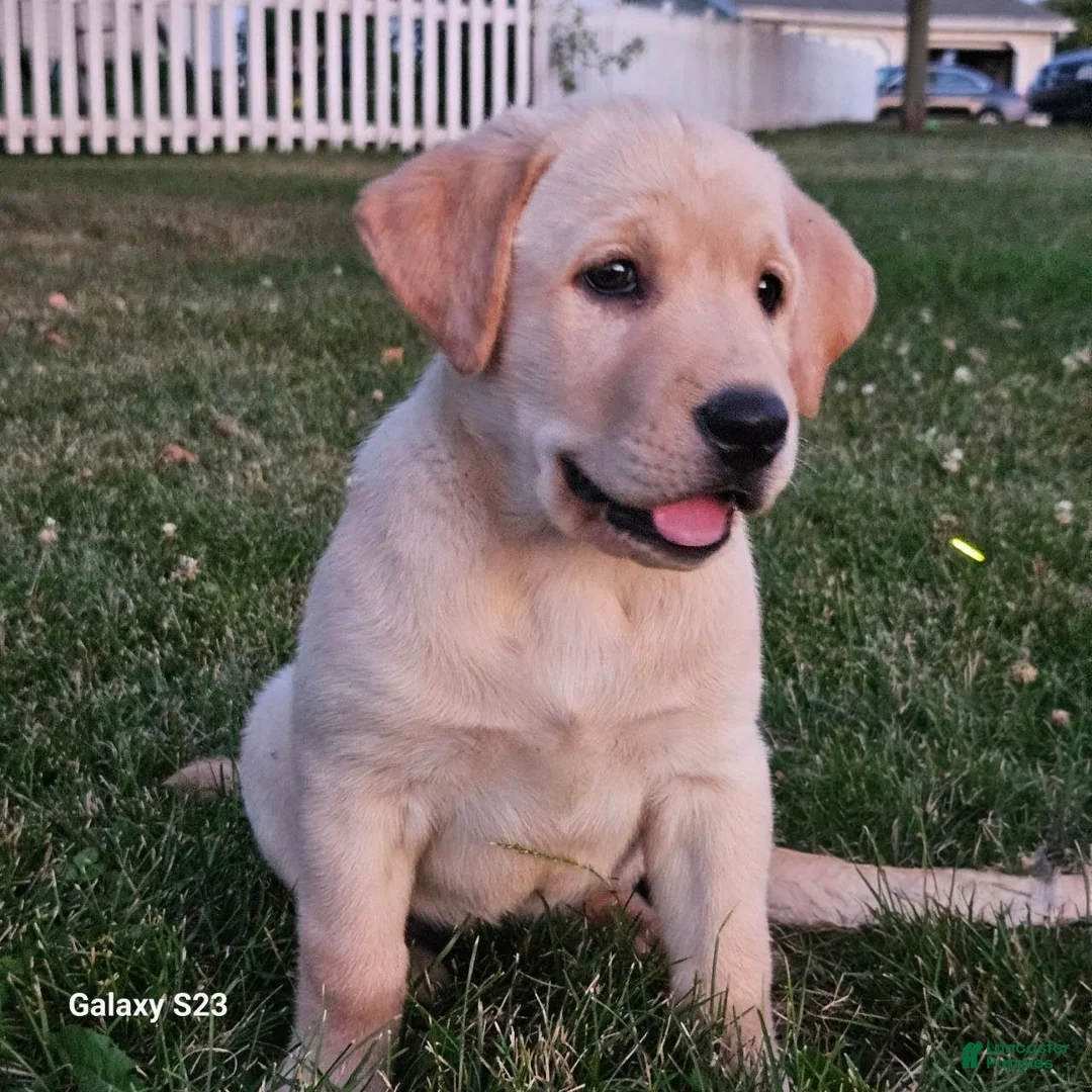 Goldador dogs for sale: LORI - Ad 1