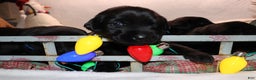 Labrador Retriever dogs for sale: Reese - Ad 5