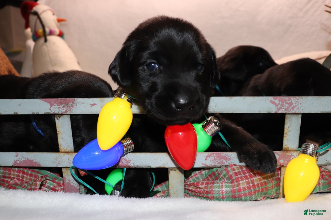 Labrador Retriever dogs for sale: Reese - Ad 5
