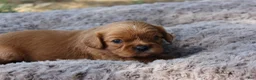 Cavalier King Charles Spaniel dogs for sale: Cavalier King Charles Spaniel 1 - Ad 5