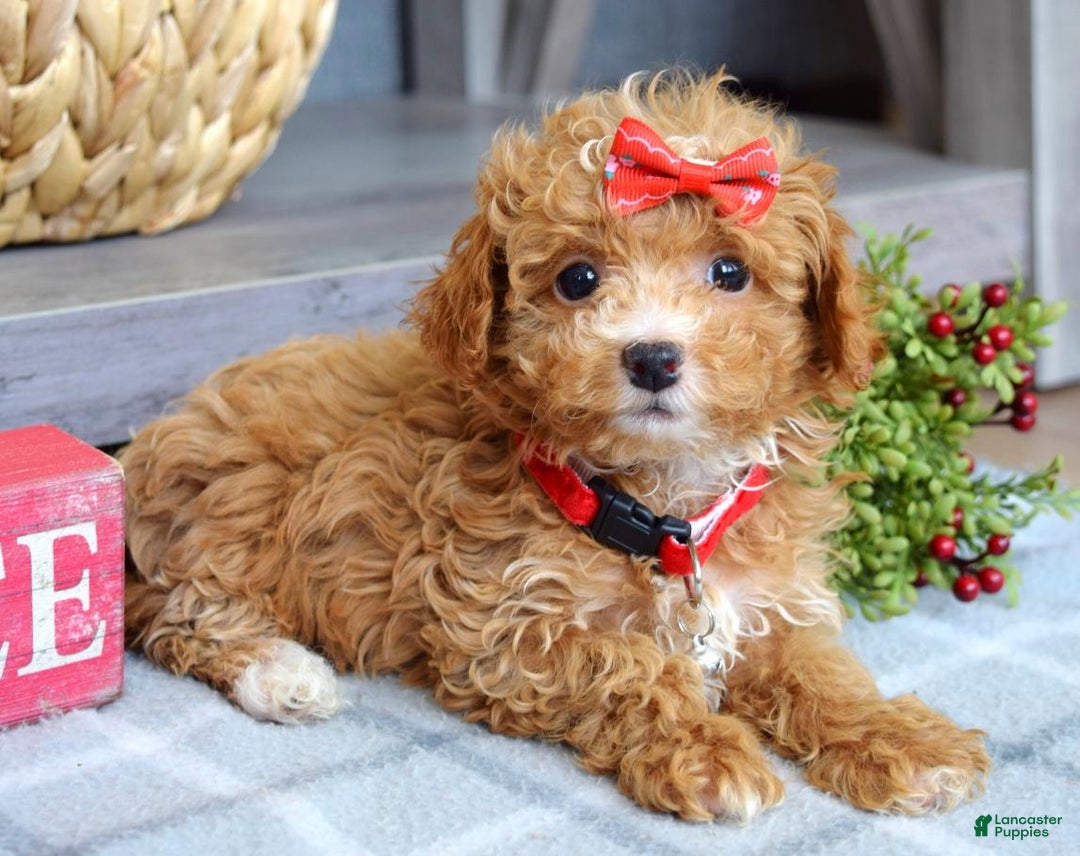 Maltipoo dogs for sale: Fargo - Ad 3