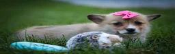 Welsh Corgi Pembroke dogs for sale: Shelby🎀 - Ad 16