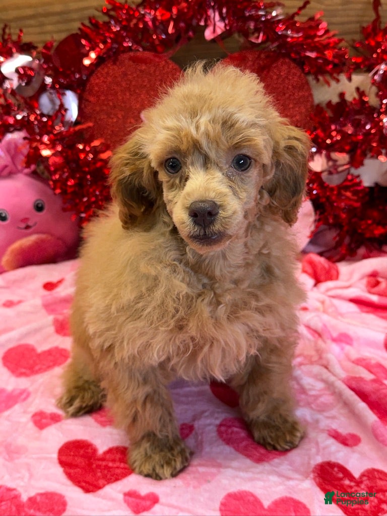 Toy Poodle dogs Gloria - Ad 40
