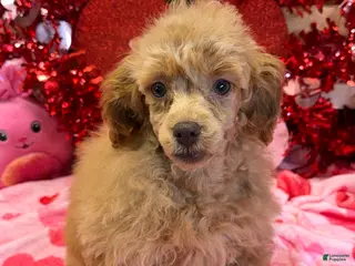 Toy Poodle dogs Gloria - Ad 40
