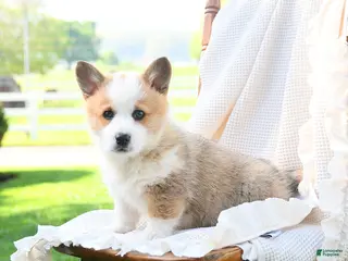 Welsh Corgi Pembroke dogs for sale: Duke - Ad 1