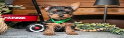 Yorkshire Terrier dogs for sale: Onyx - Ad 1