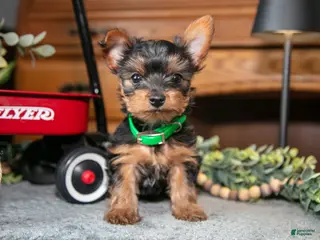 Yorkshire Terrier dogs for sale: Onyx - Ad 3