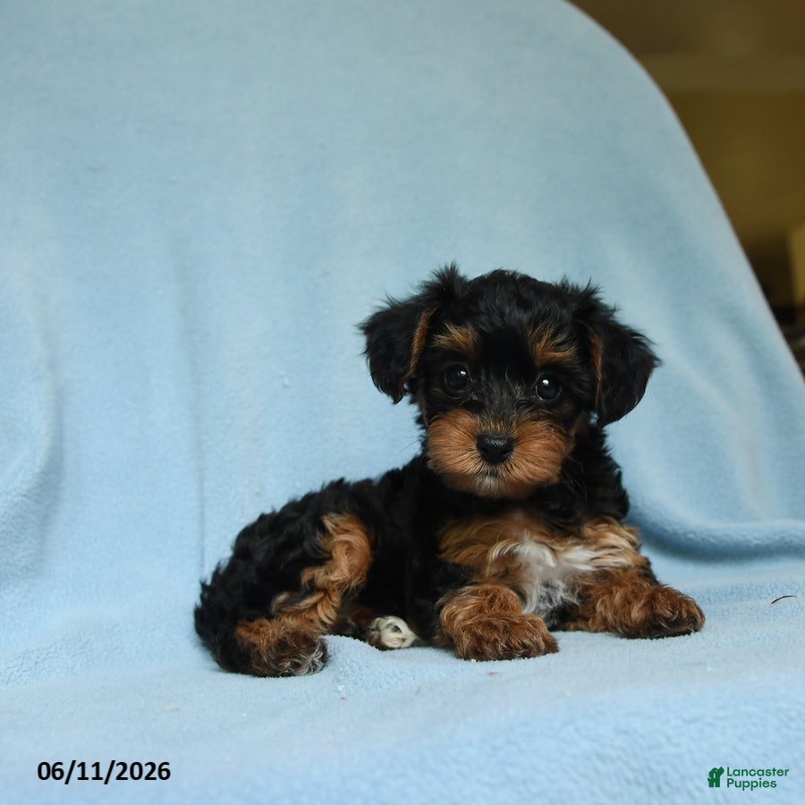 Yorkiepoo dogs Buttercup - Ad 2