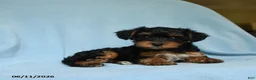 Yorkiepoo dogs for sale: Buttercup - Ad 2