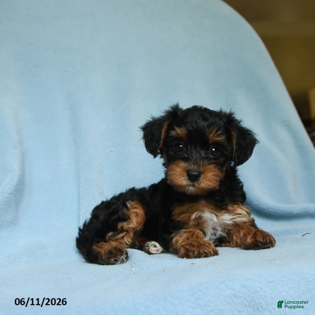 Yorkiepoo dogs for sale: Buttercup - Ad 2