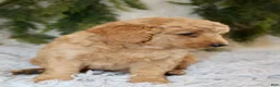 Mini Goldendoodle dogs for sale: Mini Goldendoodle Puppy 3 - Ad 4
