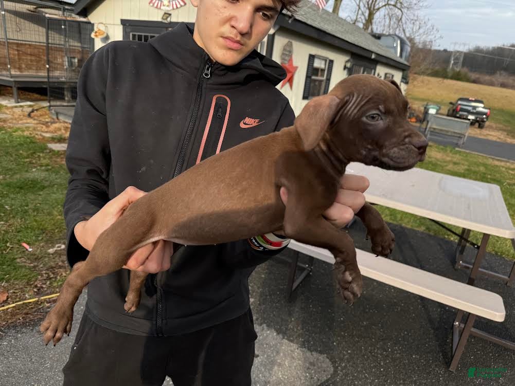 American Pit Bull Terrier dogs American Pit Bull Terrier Puppy 2 - Ad 3