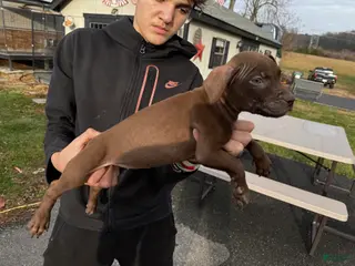 American Pit Bull Terrier dogs American Pit Bull Terrier Puppy 2 - Ad 1