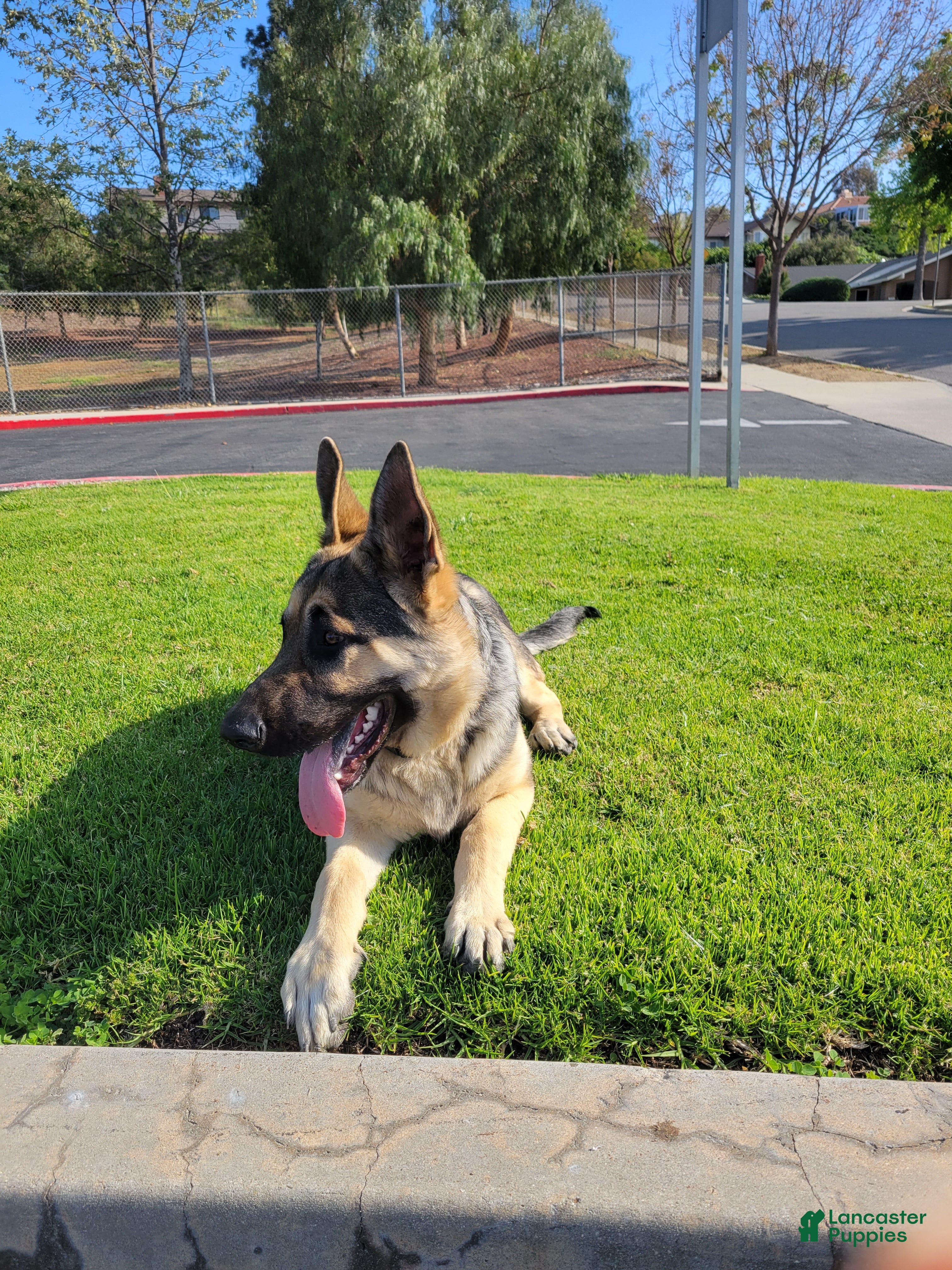 German Shepherd dogs German Shepherd Puppy 1 - Ad 31