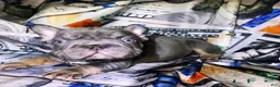 French Bulldog dogs for sale: French Bulldog 1 - Ad 3