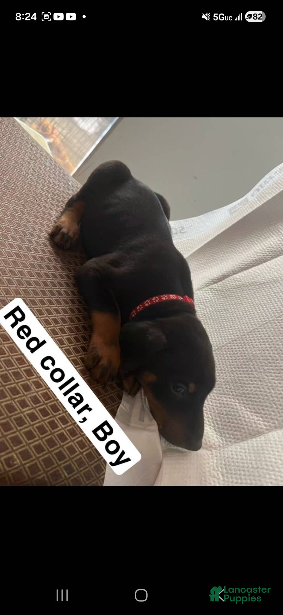 Doberman Pinscher dogs Doberman Pinscher Puppy 1 - Ad 5