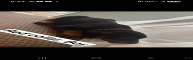 Doberman Pinscher Puppy 1