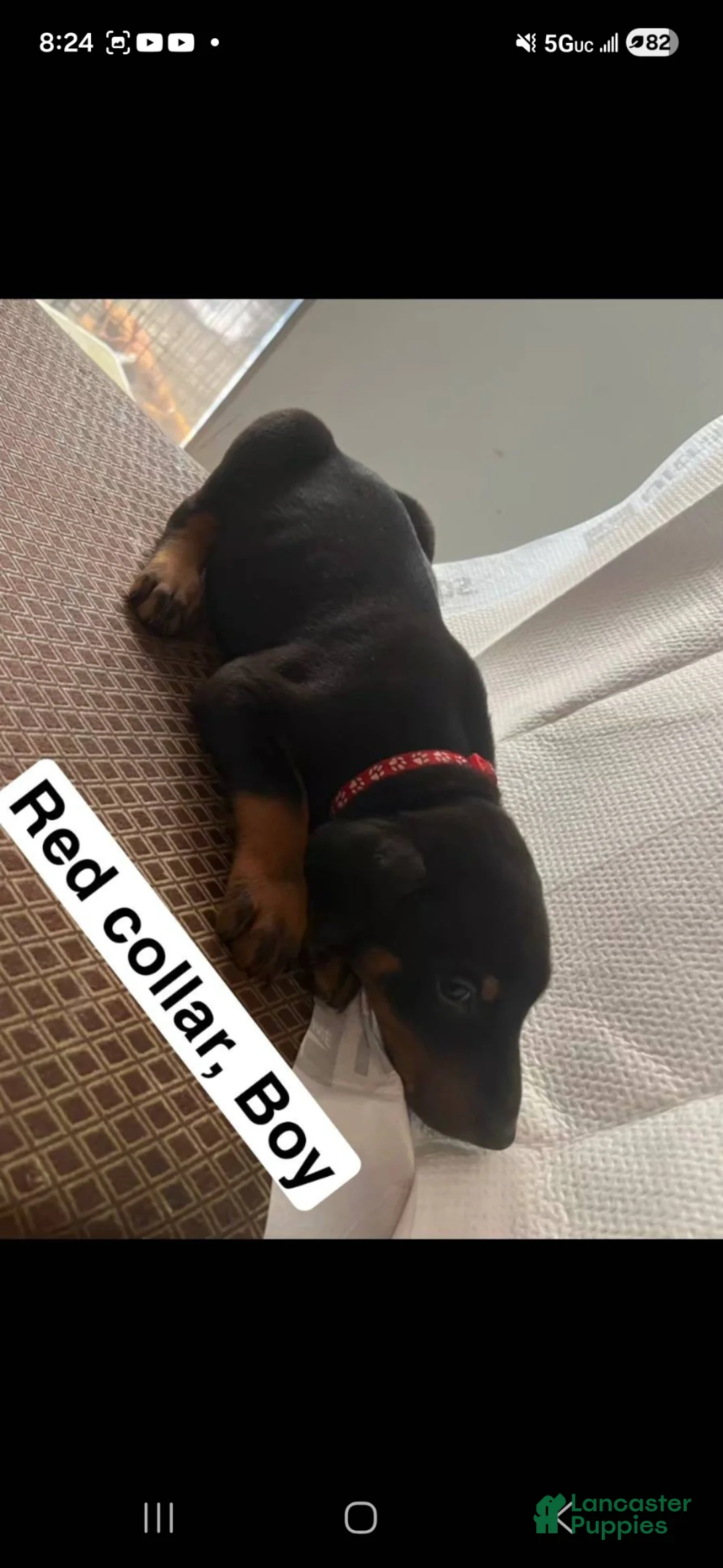 Doberman Pinscher dogs for sale: Doberman Pinscher Puppy 1 - Ad 1