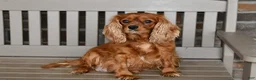 Cavapoo dogs for sale: Artie - Ad 6