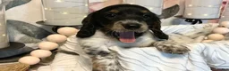 Miniature Dachshund dogs for sale: Trix - Ad 7