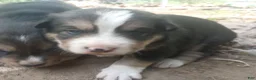 Mixed Breed dogs for sale: CRYSTAL - Ad 6