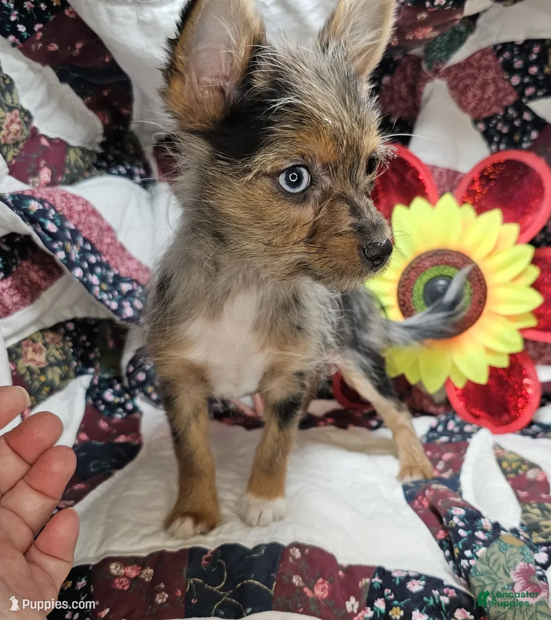 Mixed Breed dogs for sale: Indya F (Small Yorky-Pom) - Ad 1