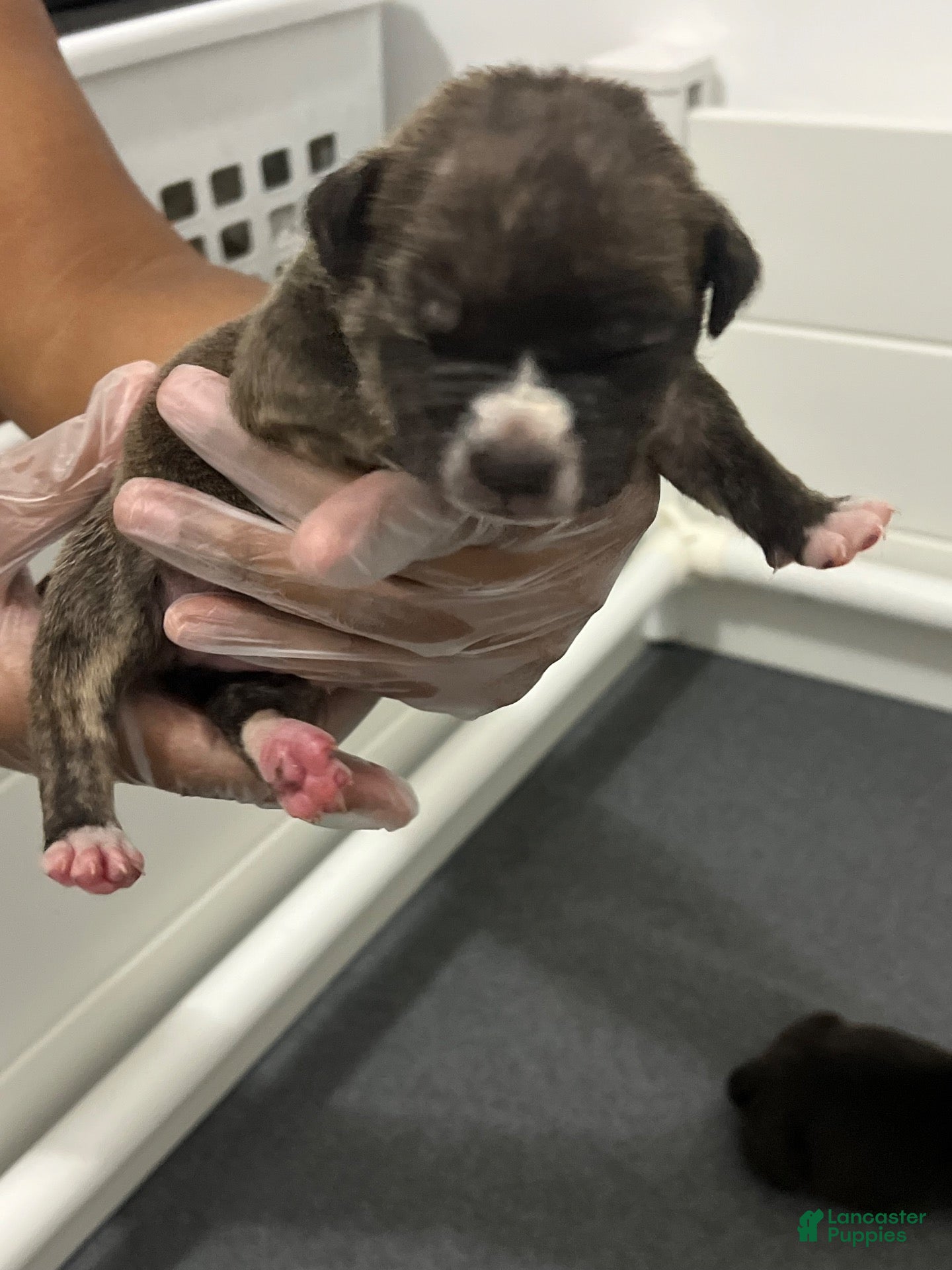 American Bully dogs for sale: American Bully 2 - Ad 2