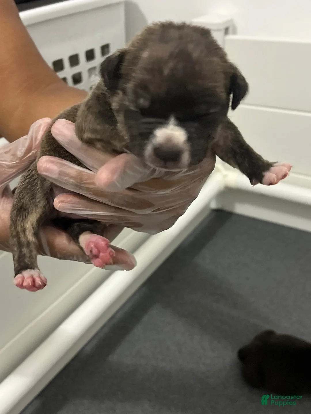 American Bully dogs for sale: American Bully 2 - Ad 1