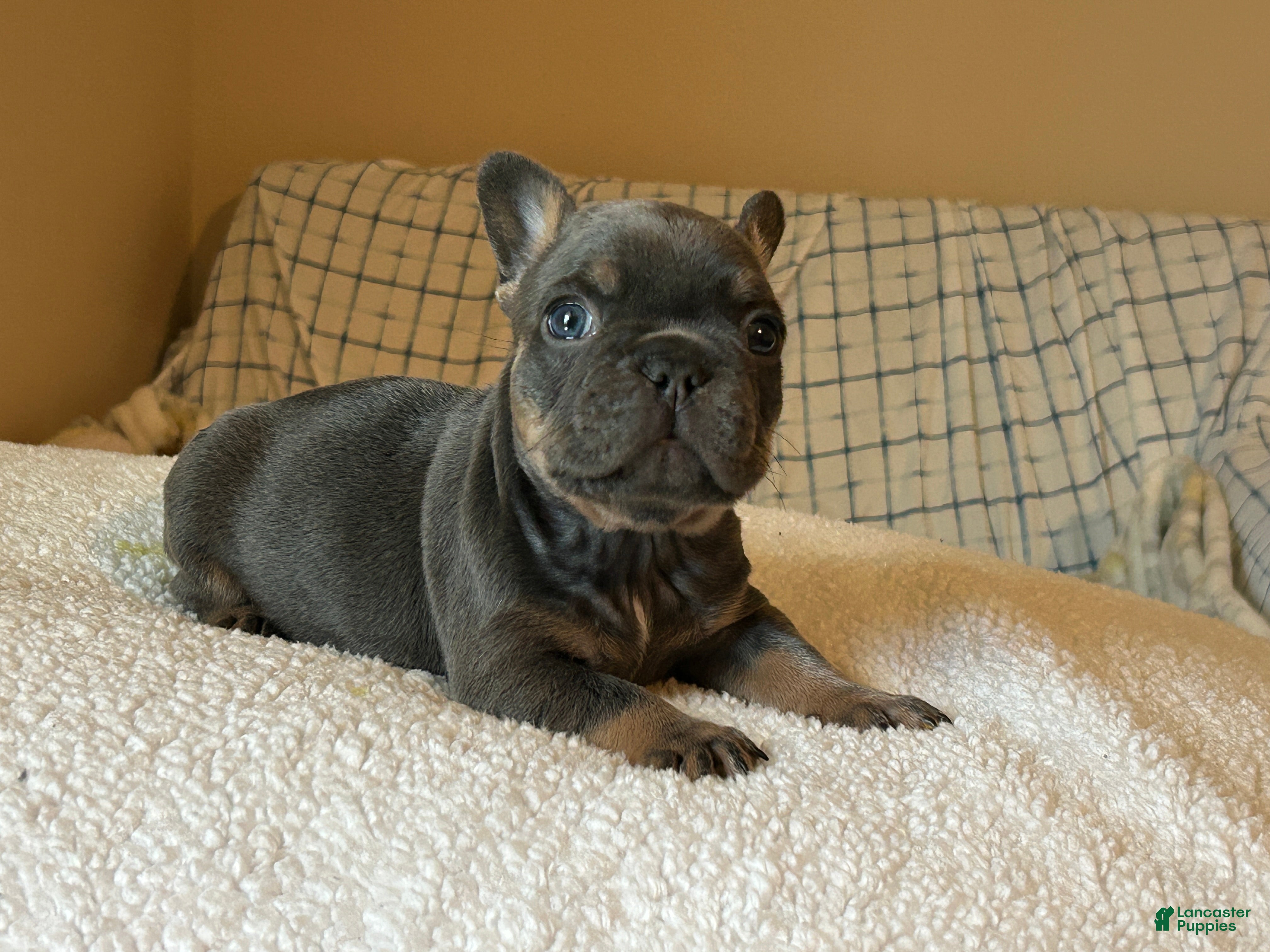 French Bulldog dogs French Bulldog Puppy 2 - Ad 23