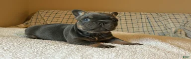 French Bulldog Puppy 2