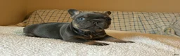 French Bulldog dogs for sale: French Bulldog Puppy 2 - Ad 1