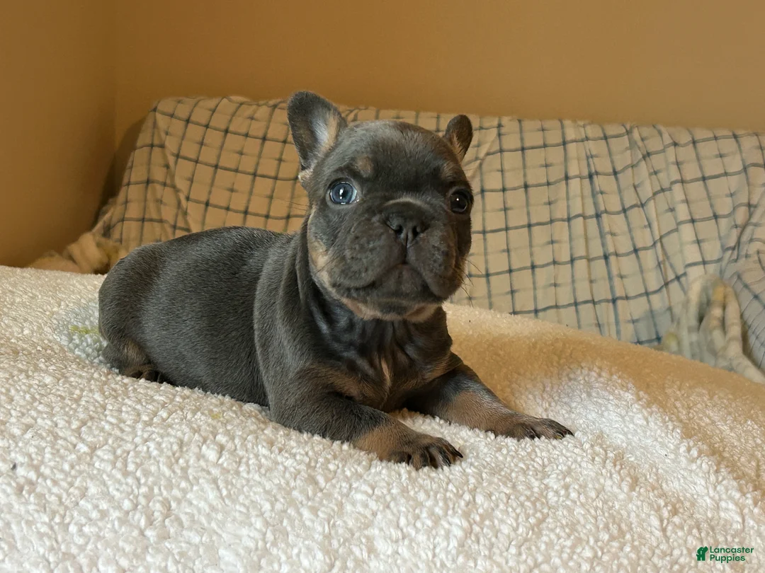 French Bulldog dogs for sale: French Bulldog Puppy 2 - Ad 1