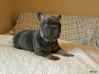 French Bulldog dogs French Bulldog Puppy 2 - Ad 23