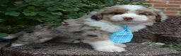 Mini Aussiedoodle dogs for sale: Mini Asher - Ad 10