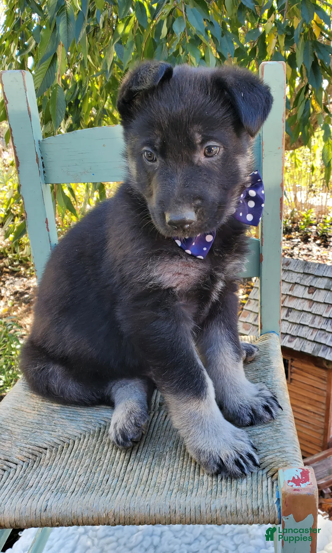 German Shepherd dogs for sale: Timmy - Ad 4
