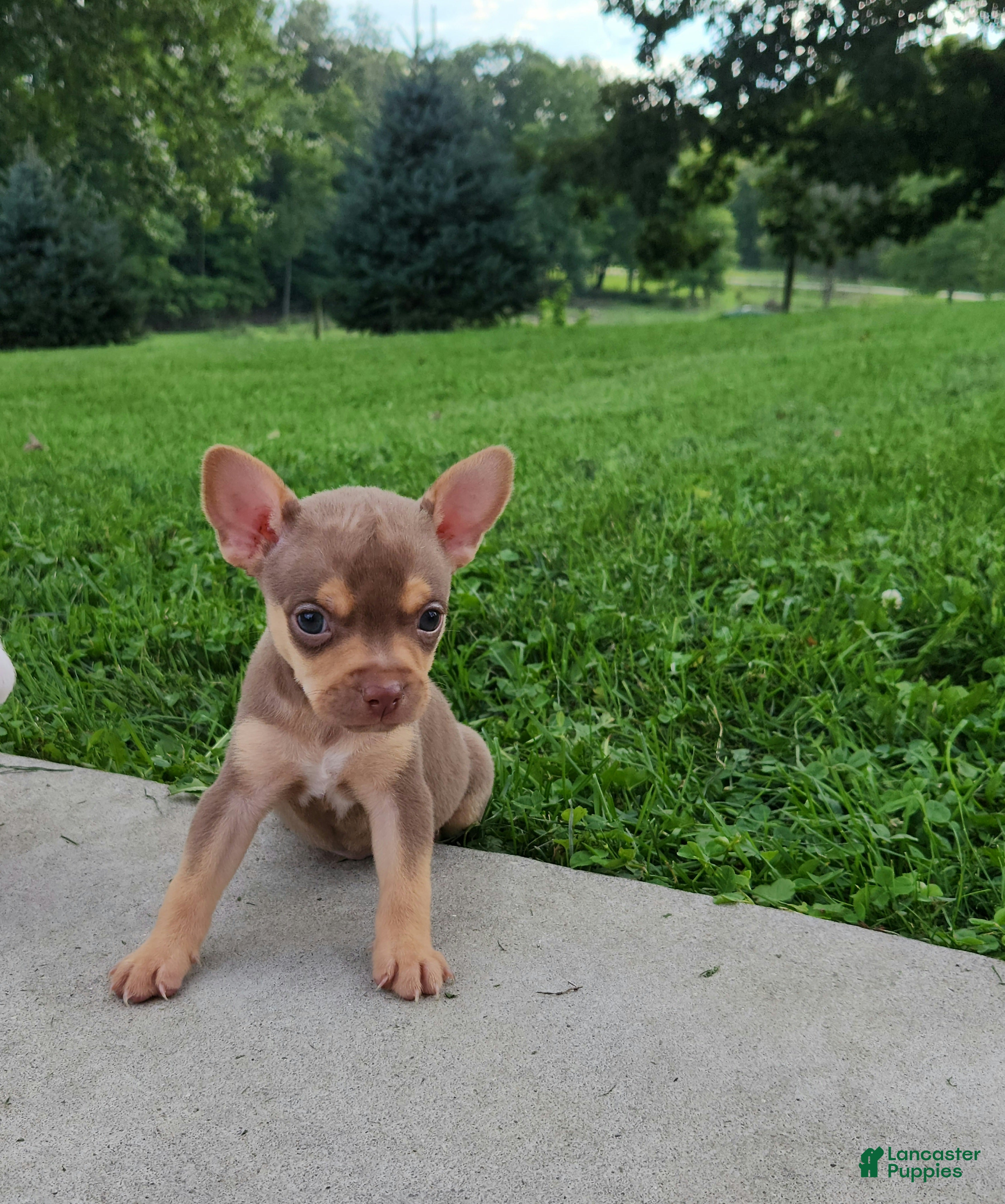 Mixed Breed dogs King - Ad 1