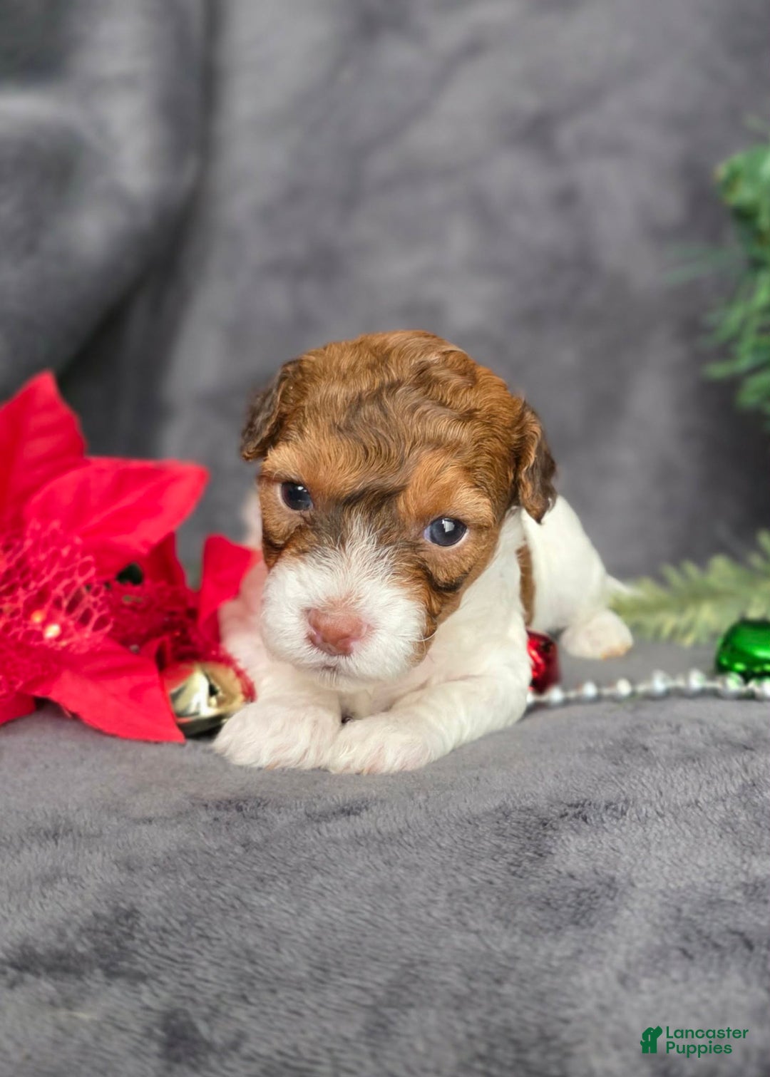 Havapoo dogs for sale: Julianne - Ad 3