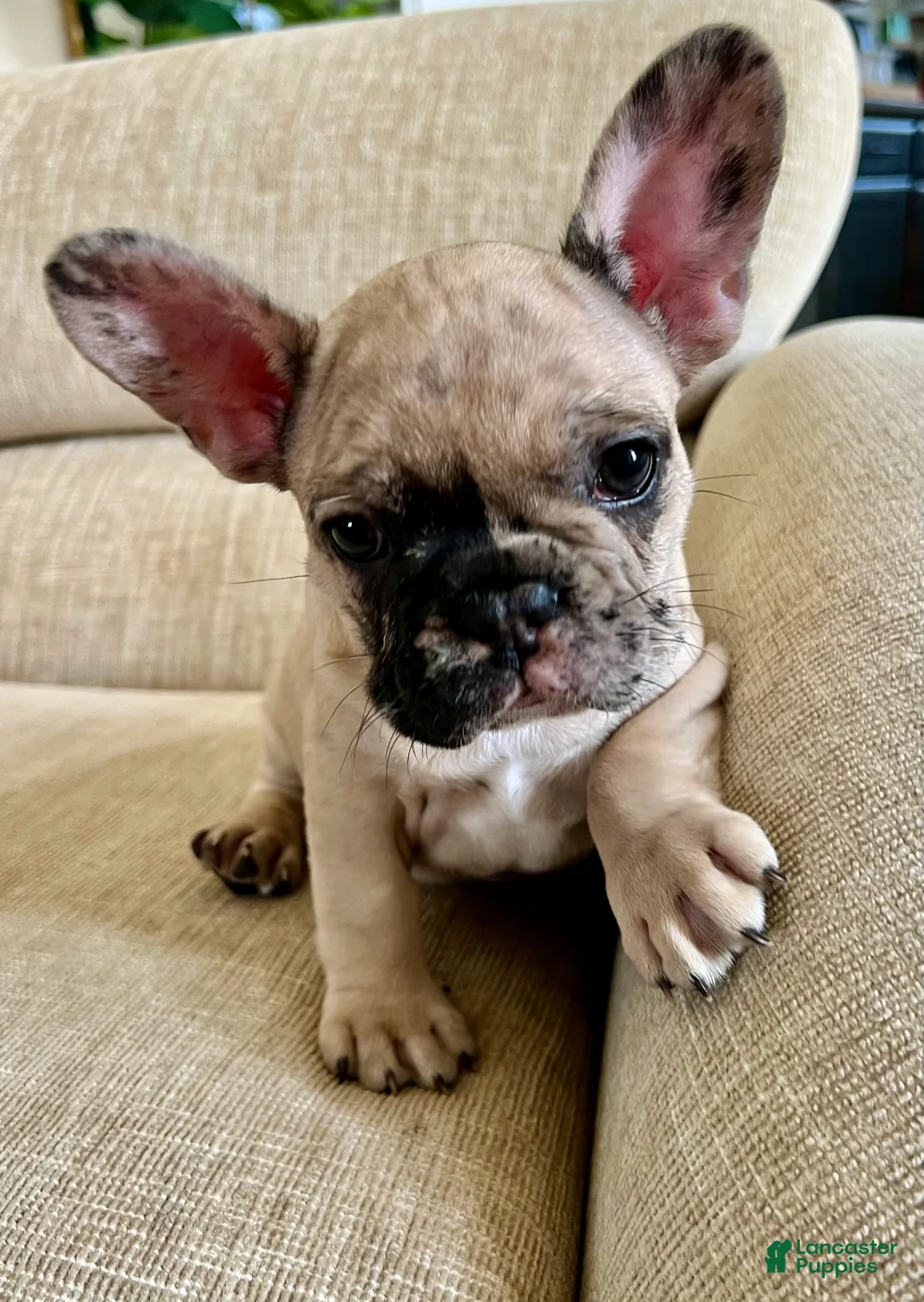 French Bulldog dogs for sale: Scout  - Ad 6
