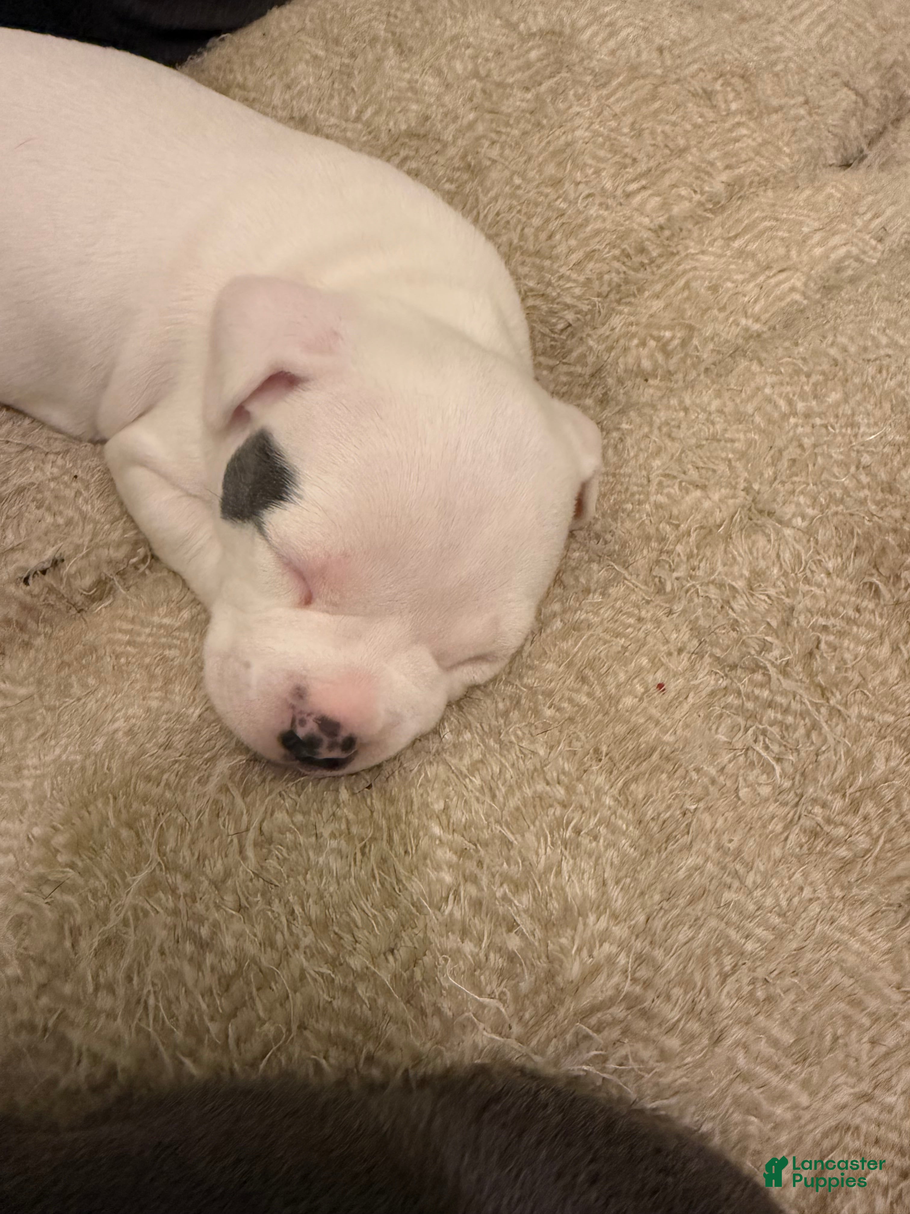 American Bully dogs Patience - Ad 1