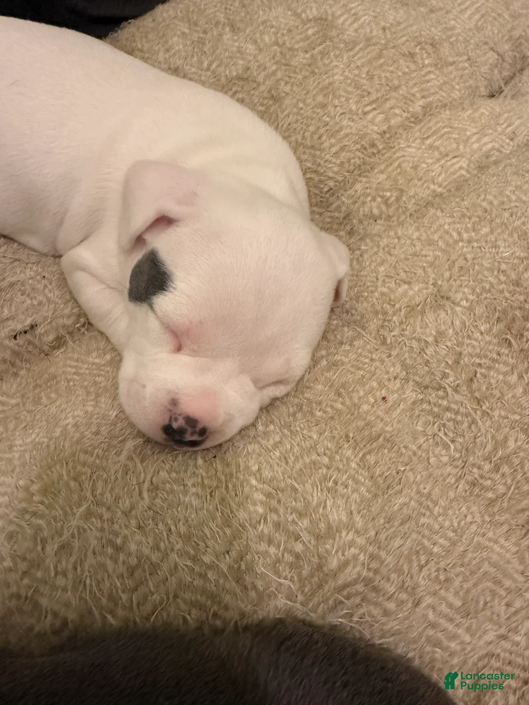 American Bully dogs for sale: Patience - Ad 1