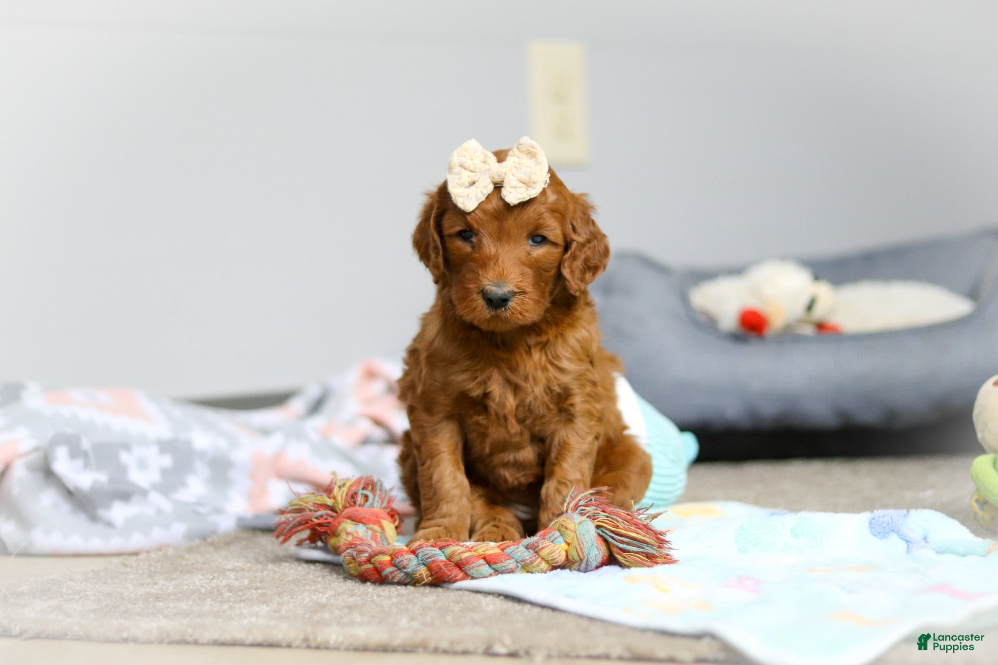 Goldendoodle dogs Pearl F1b - Ad 2